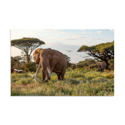 Craig the Tusker - 1